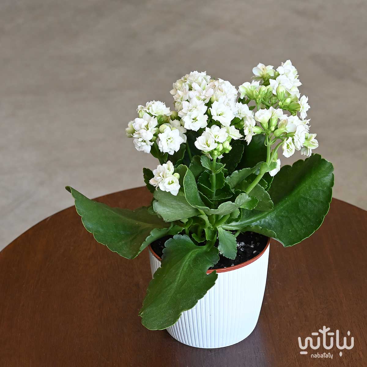 White Kalanchoe plant in a white plastic pot - Nabataty Shop