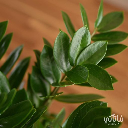 نبتة زاميا في حوض اسمنتي بنقش ذهبي