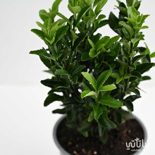 نبتة اينيموس ياباني صغيرة