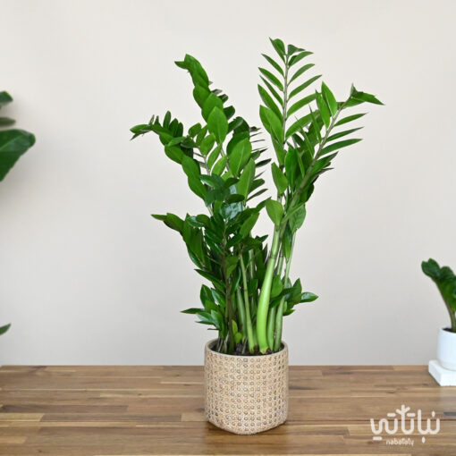 A large Zamia plant in a cement wicker pot