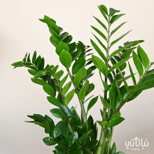 A large Zamia plant in a cement wicker pot - Image 3