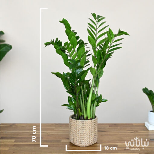 A large Zamia plant in a cement wicker pot - Image 2