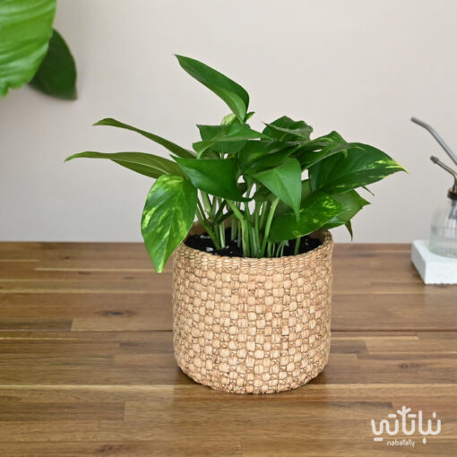 Pothos plant in a cement wicker pot