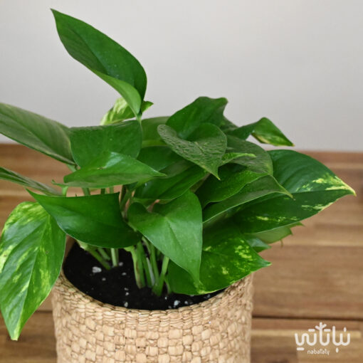 Pothos plant in a cement wicker pot - Image 3