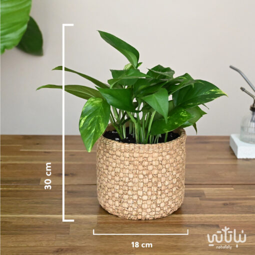 Pothos plant in a cement wicker pot - Image 2