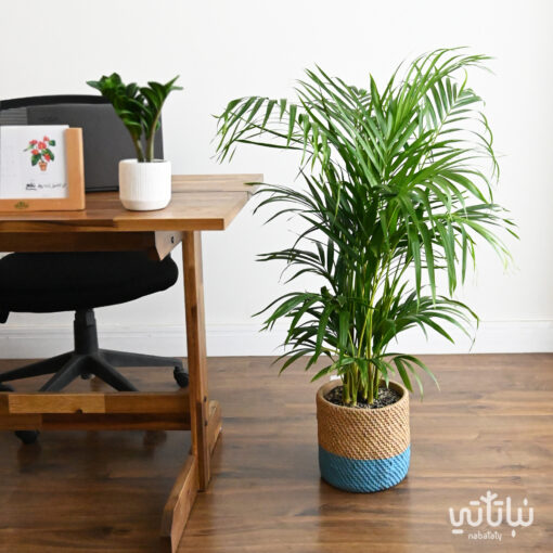 Ereca plant in a cement wicker pot