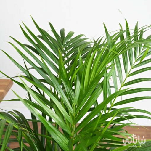 Ereca plant in a cement wicker pot - Image 3