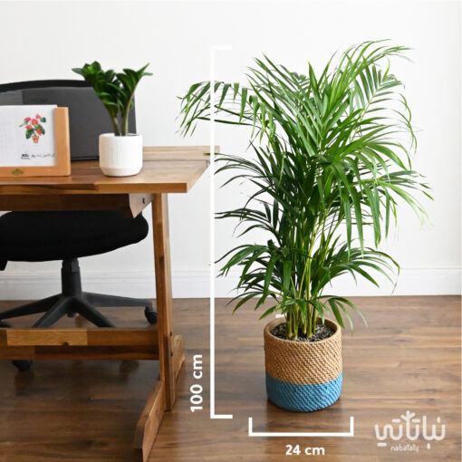 Ereca plant in a cement wicker pot - Image 2