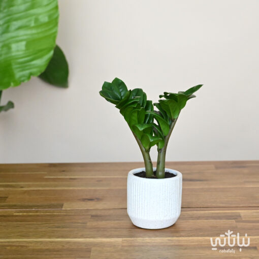 Dwarf Zamia plant in white ceramic pot