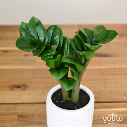Dwarf Zamia plant in white ceramic pot - Image 3