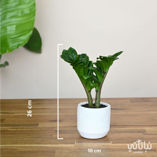 Dwarf Zamia plant in white ceramic pot - Image 2