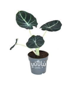 نبتة الوكاسيا ريجينولا المخمل الاسود