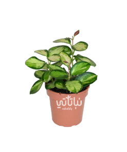 نبتة هويا زهرة الشمع استراليس ليزا