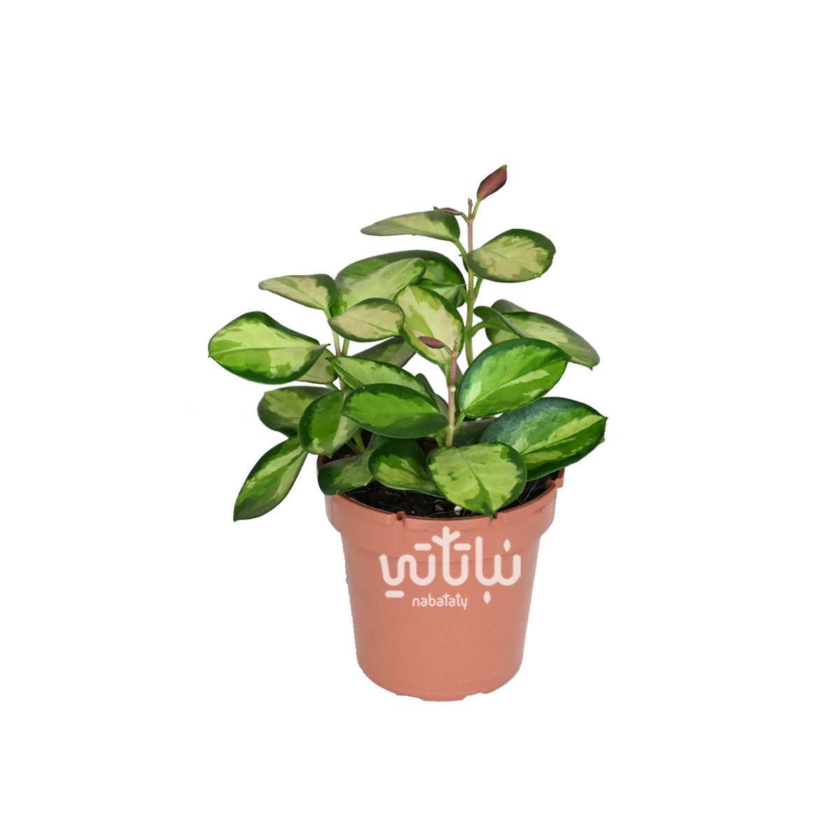 نبتة هويا زهرة الشمع استراليس ليزا