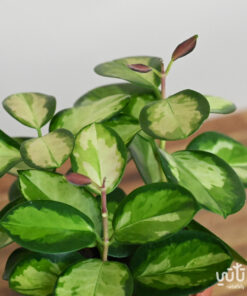 Alternative view of نبتة هويا زهرة الشمع استراليس ليزا