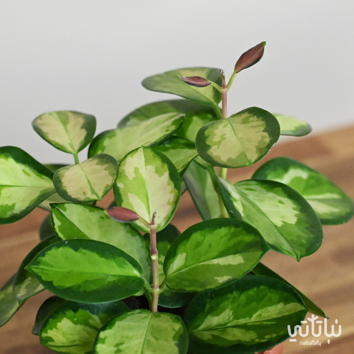 نبتة هويا زهرة الشمع استراليس ليزا - الصورة 2