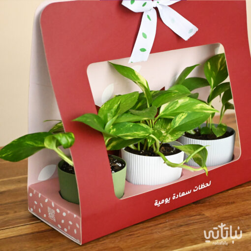 Pothos Red package gift - Image 2