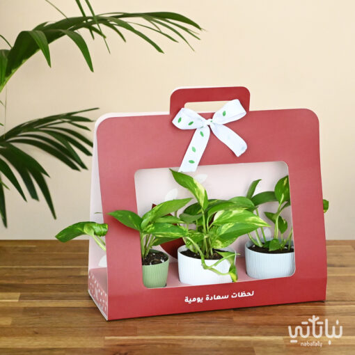 Pothos Red package gift