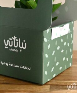 هدية نبتة الزاميا في حوض اسمنتي اسود
