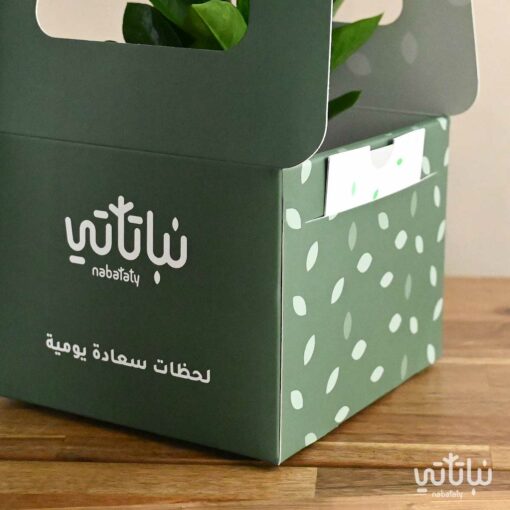هدية نبتة الزاميا في حوض اسمنتي اسود