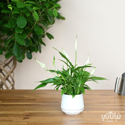 Small white sails plant in a white ceramic pot