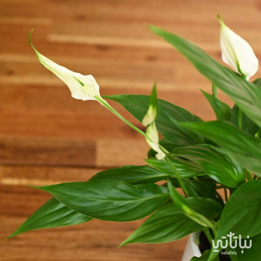 Small white sails plant in a white ceramic pot - Image 3