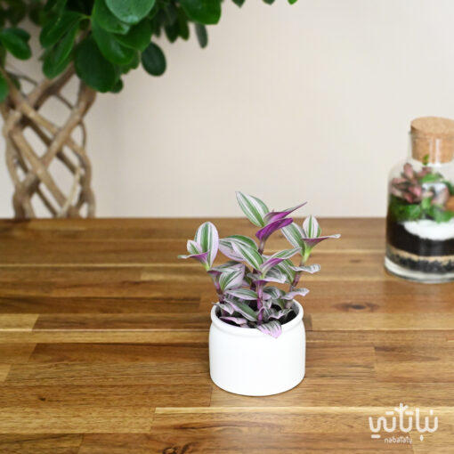 Tradescantia plant in a small white ceramic pot
