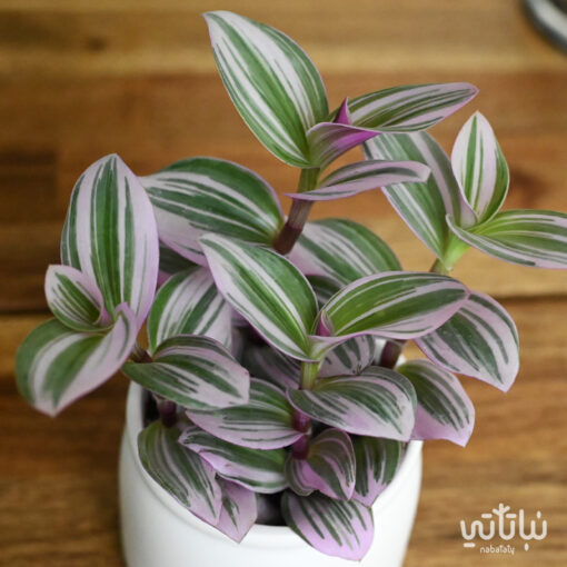 Tradescantia plant in a small white ceramic pot - Image 3
