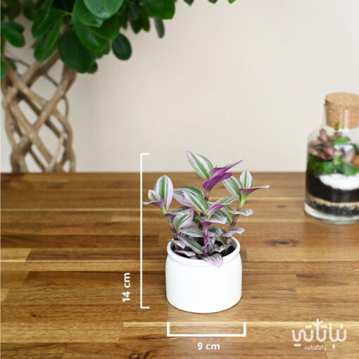 Tradescantia plant in a small white ceramic pot - Image 2