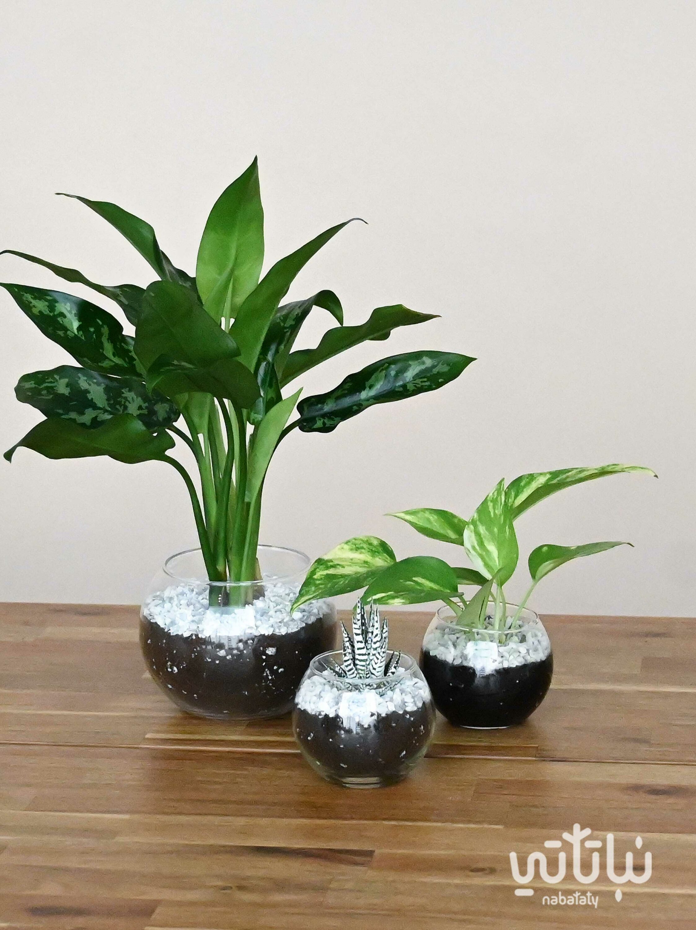 نباتات مجهزة في احواض زجاجية