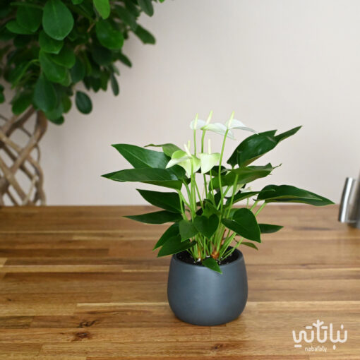 Anthurium plant with white flowers in a ceramic pot
