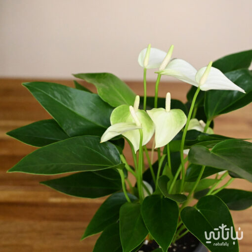 Anthurium plant with white flowers in a ceramic pot - Image 3