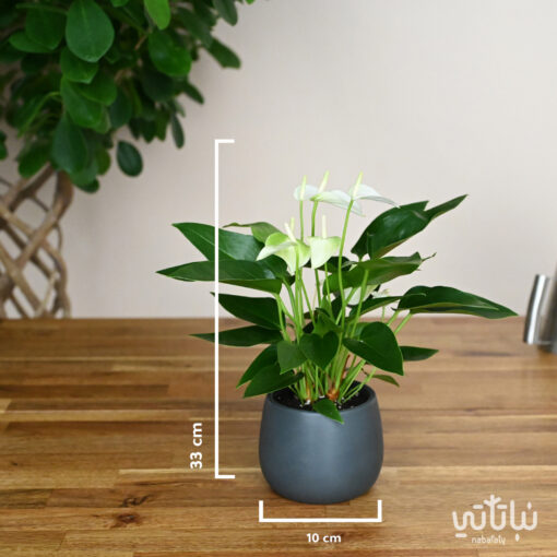 Anthurium plant with white flowers in a ceramic pot - Image 2