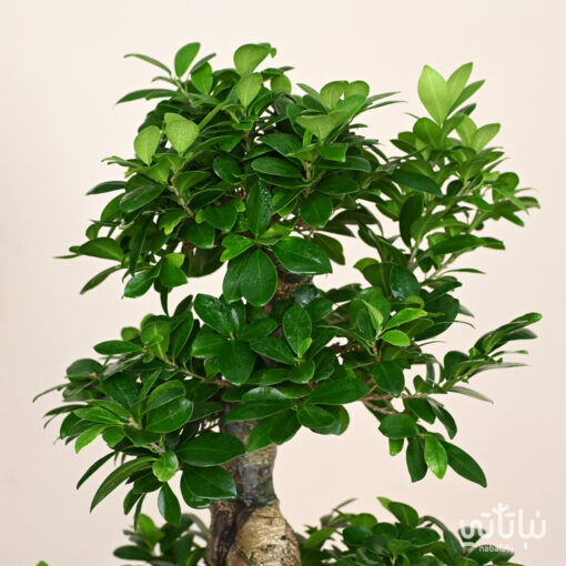 Large bonsai 70cm plant in gray striped pot - Image 3