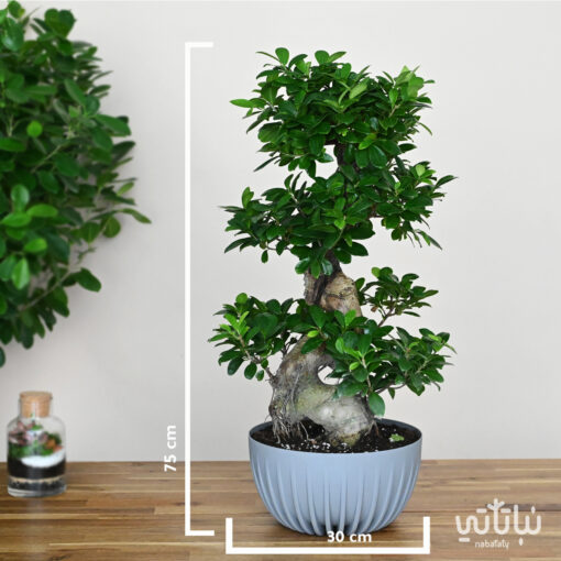 Large bonsai 70cm plant in gray striped pot - Image 2