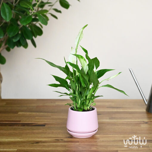 Small white sails plant in a pink ceramic pot