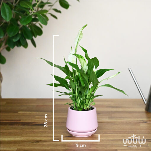 Small white sails plant in a pink ceramic pot - Image 2