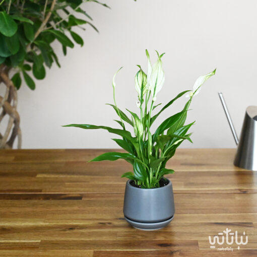 Small white sails plant in a gray ceramic pot