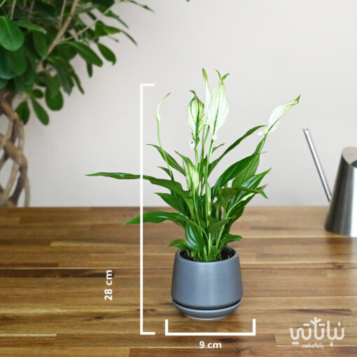 Small white sails plant in a gray ceramic pot - Image 2