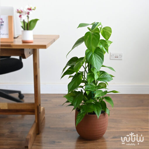 Pothos climbing plant in a brown ceramic pot