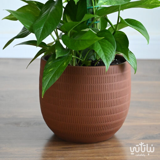 Pothos climbing plant in a brown ceramic pot - Image 4