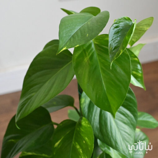 Pothos climbing plant in a brown ceramic pot - Image 3