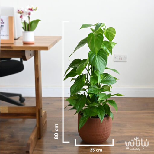 Pothos climbing plant in a brown ceramic pot - Image 2