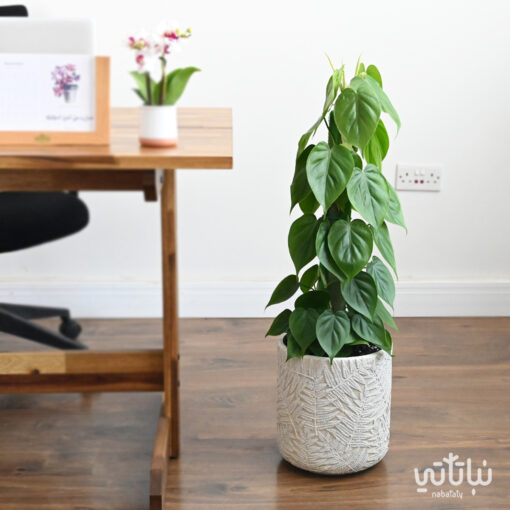 A beloved vine climbing plant in a patterned cement pot