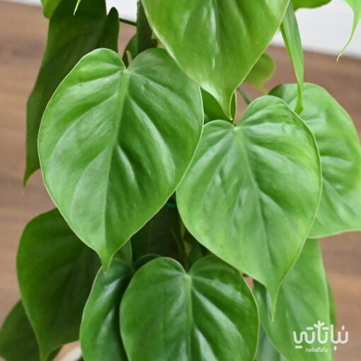 A beloved vine climbing plant in a patterned cement pot - Image 3