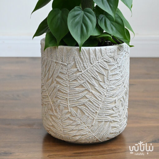 A beloved vine climbing plant in a patterned cement pot - Image 4