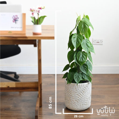 A beloved vine climbing plant in a patterned cement pot - Image 2