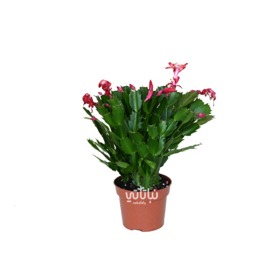 A large claw cactus plant with red flowers