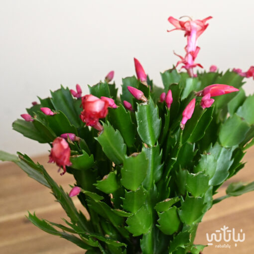 A large claw cactus plant with red flowers - Image 2