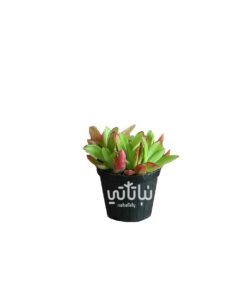 نبتة كراسولا حمراء